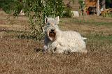SCOTTISH TERRIER 210
